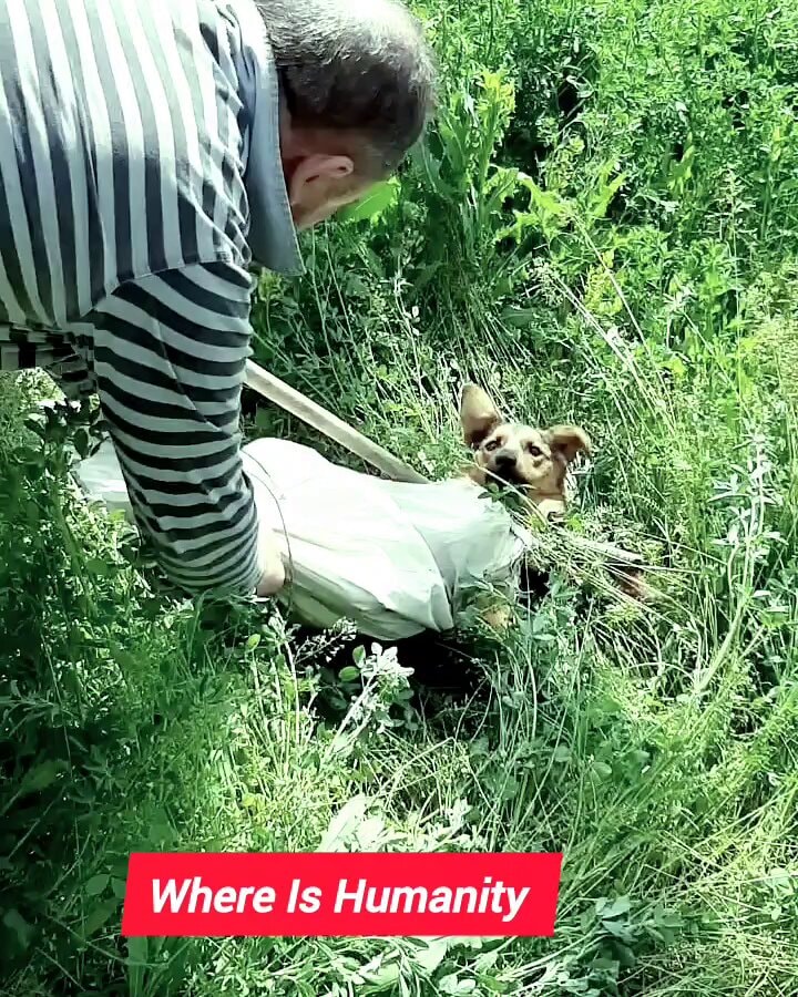 Dog rescue in jungle