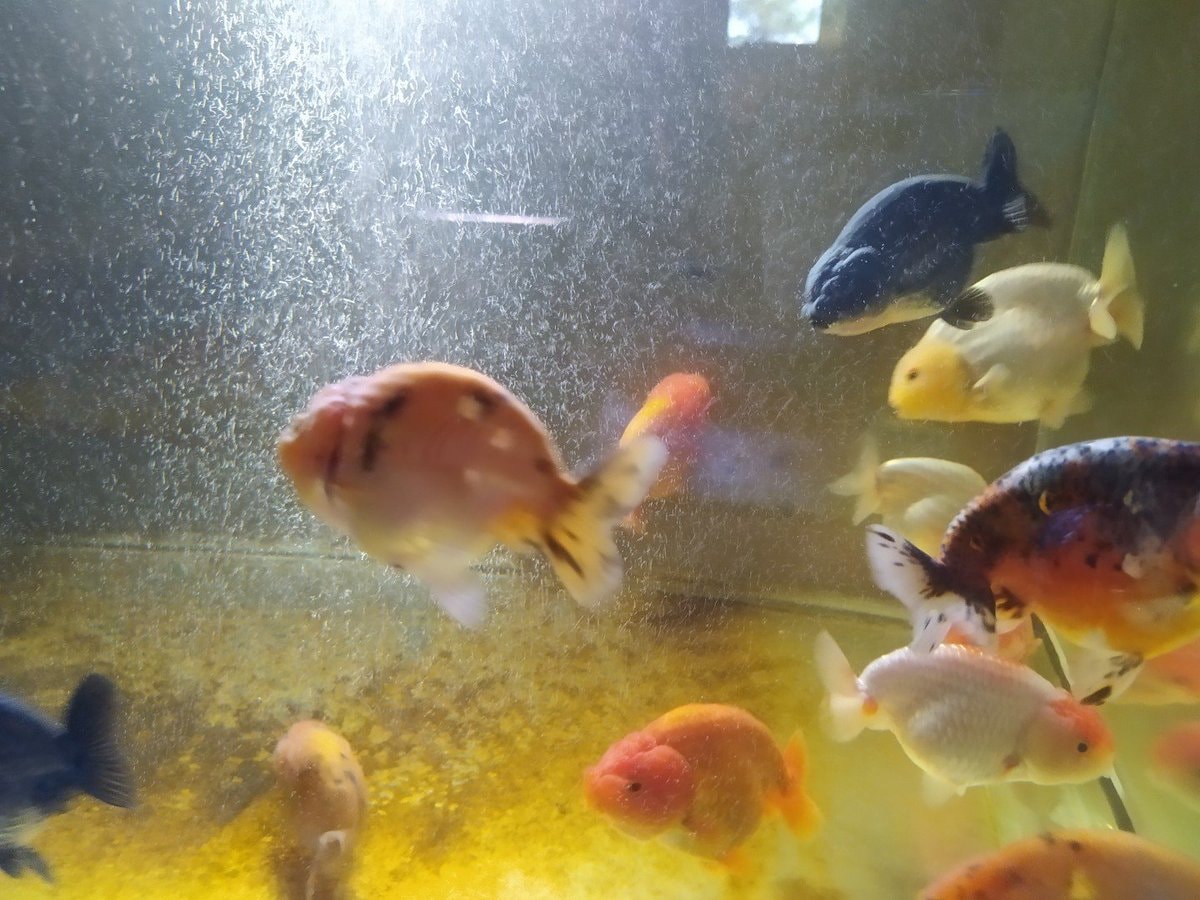 goldfish in aquarium