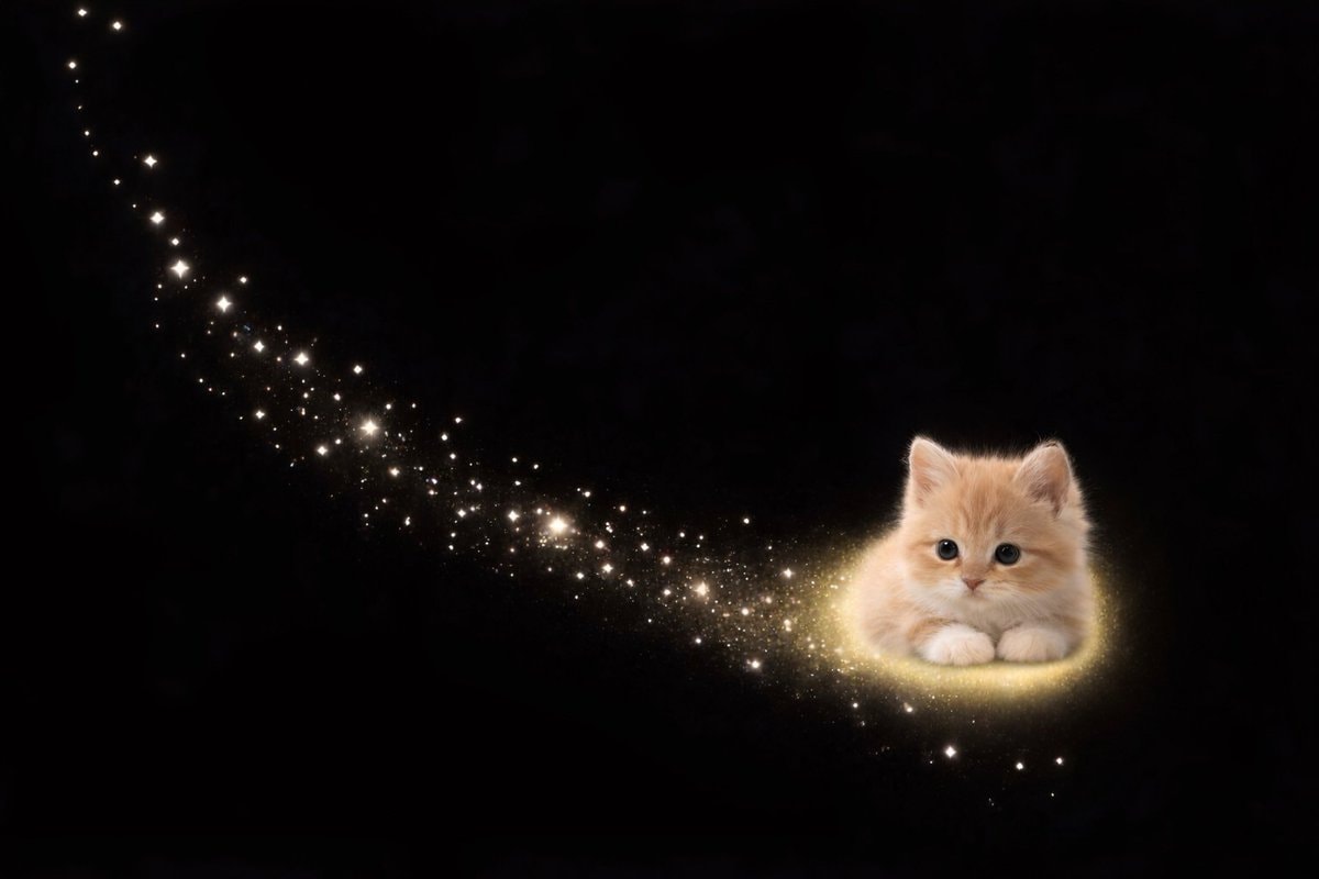 orange kitten sparkles