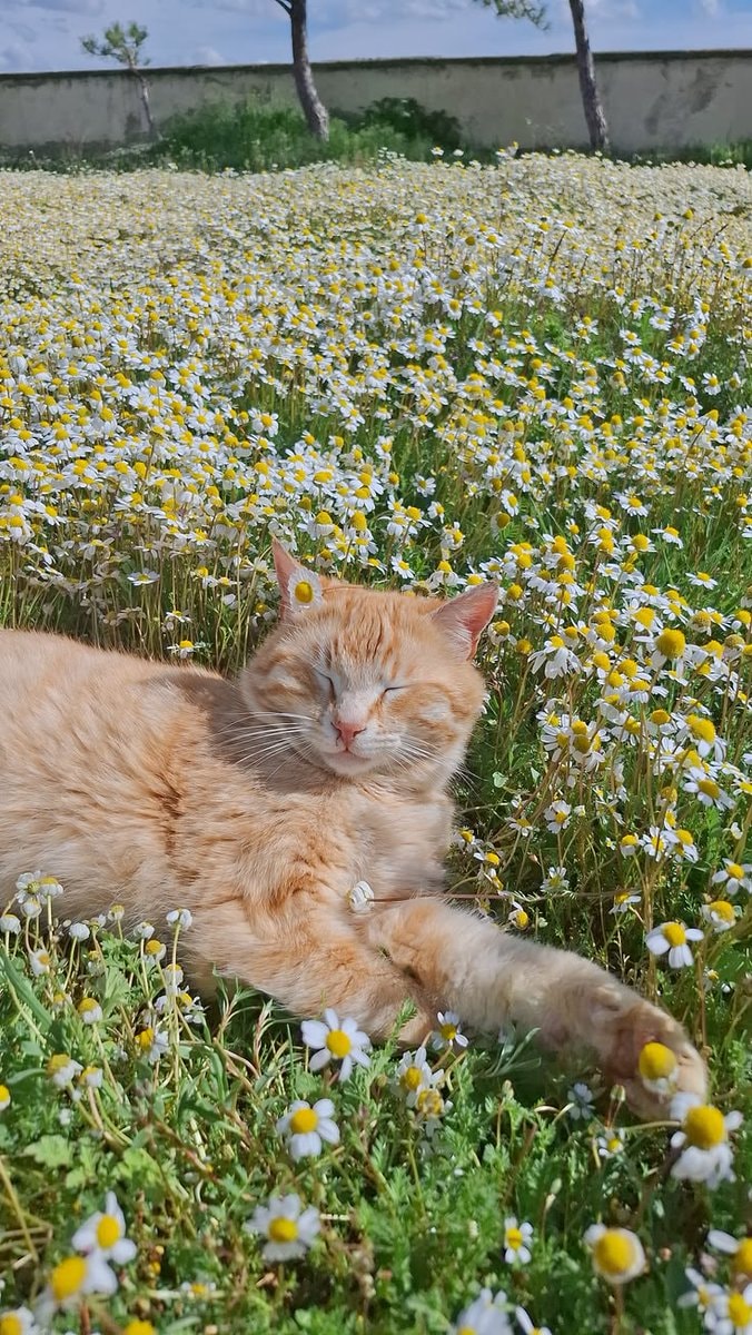cat in daisies (photo 2 of 4)