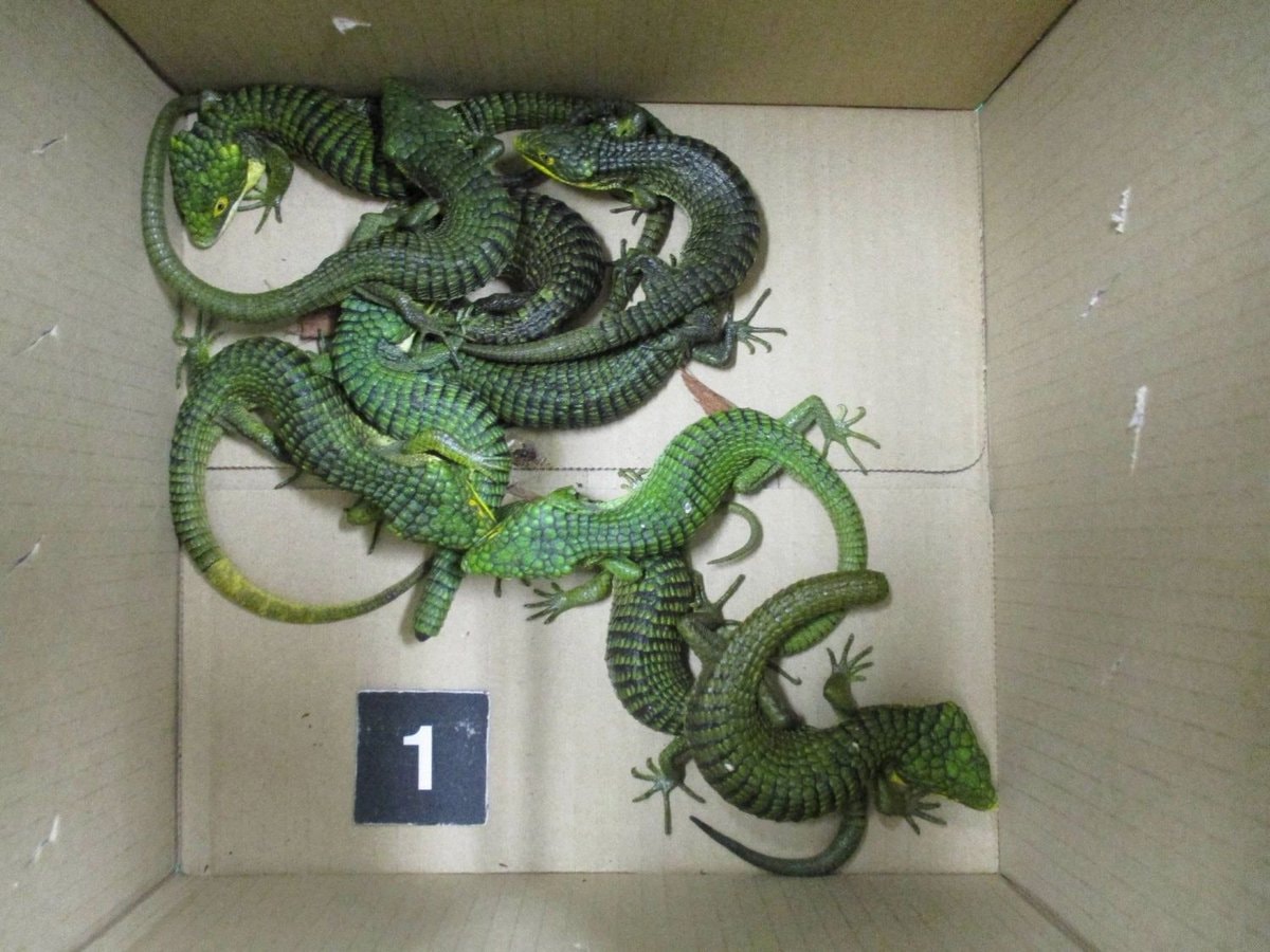 Mexican alligator lizards seized Haneda Airport