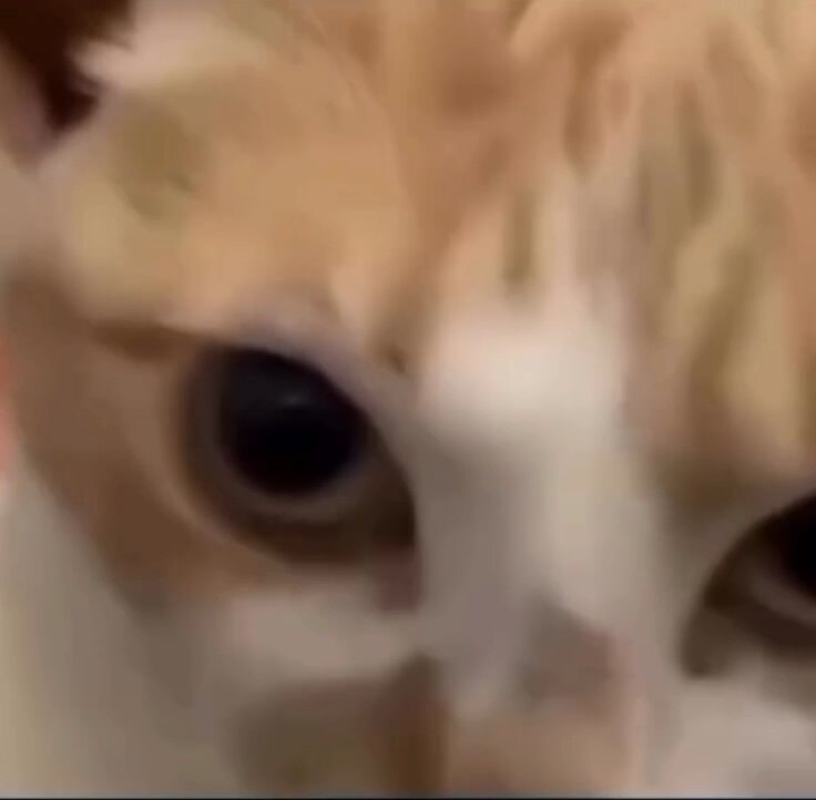 cat face close-up