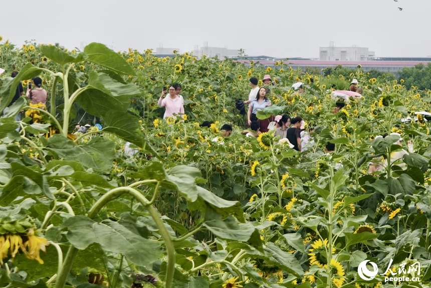 Beili Park sunflowers (photo 2 of 4)