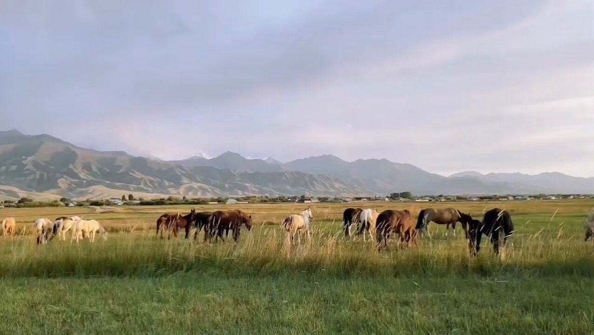Horses grazing in Kyrgyzstan Horses grazing in Kyrgyzstan