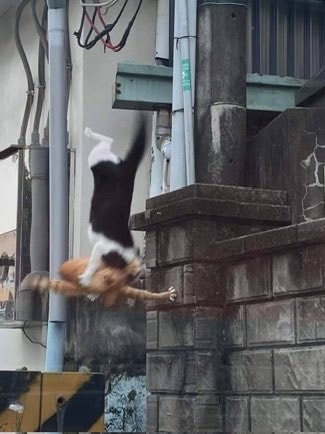 Cats falling in love (photo 2 of 2)