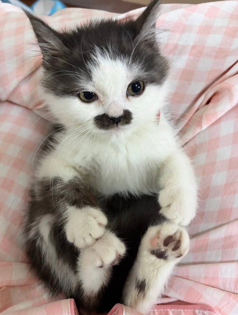 Mustache kitten naming help Mustache kitten naming help