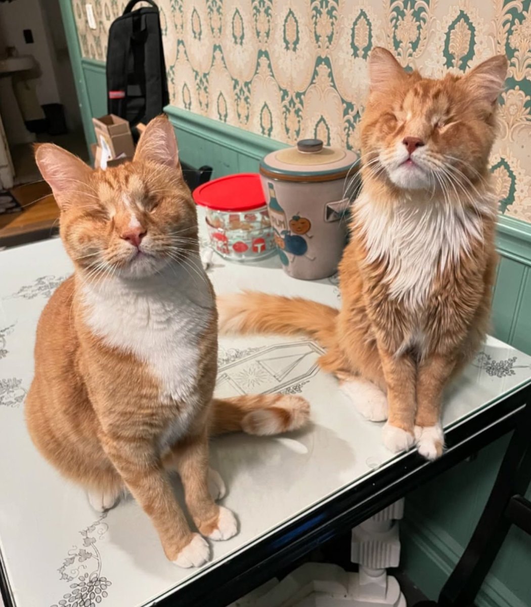 Gary and Shaggy Marfan syndrome cats