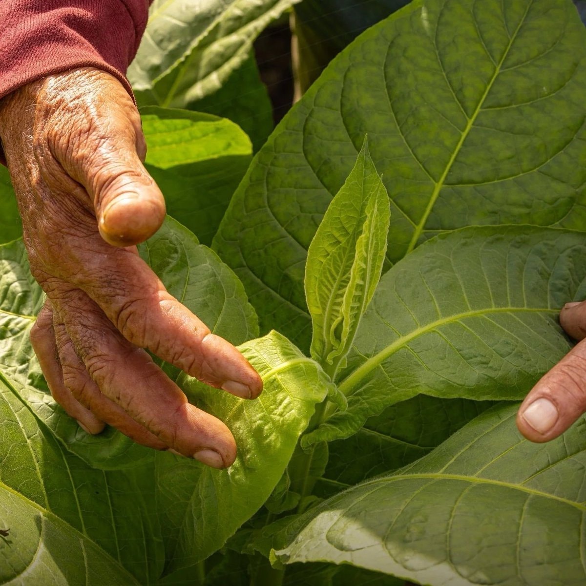 Tobacco plant engineered with five psychedelics