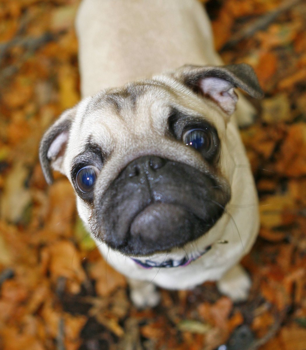 International Dog Day