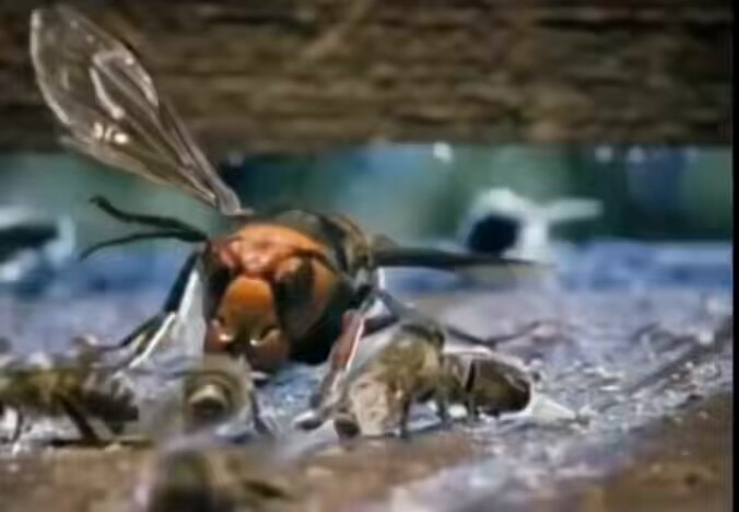 Bees form heat ball around hornet
