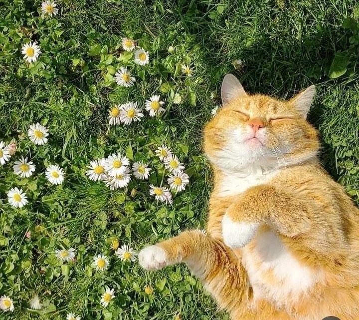 Orange cat rose spring 🌼 (photo 3 of 4)