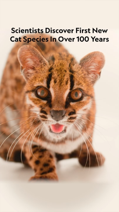 Scientists Discover First New Cat Species In Over 100 Years