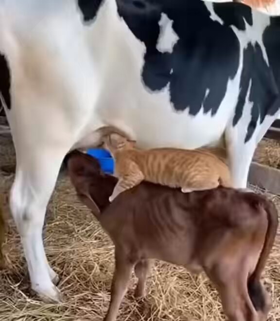 Kitten nursing from cow fresh milk