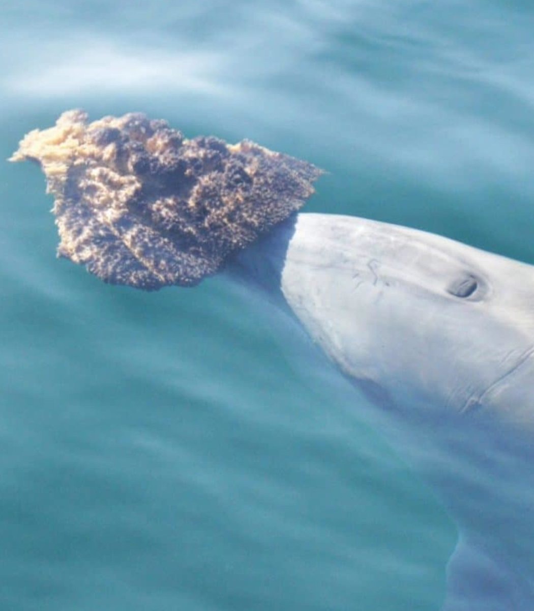 Dolphins using tools in Shark Bay (photo 2 of 2)
