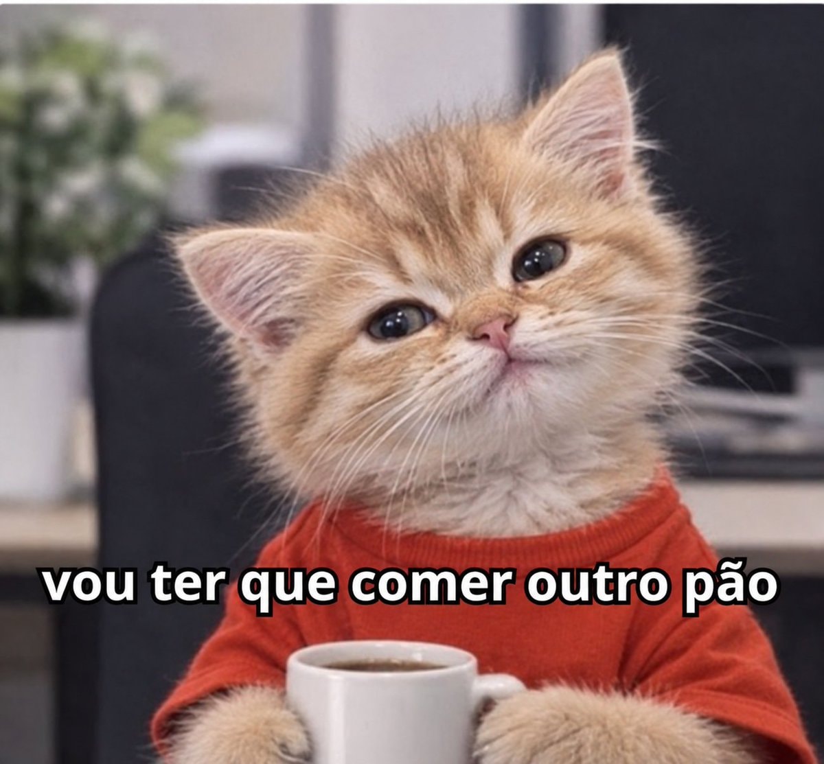 kitten with red shirt