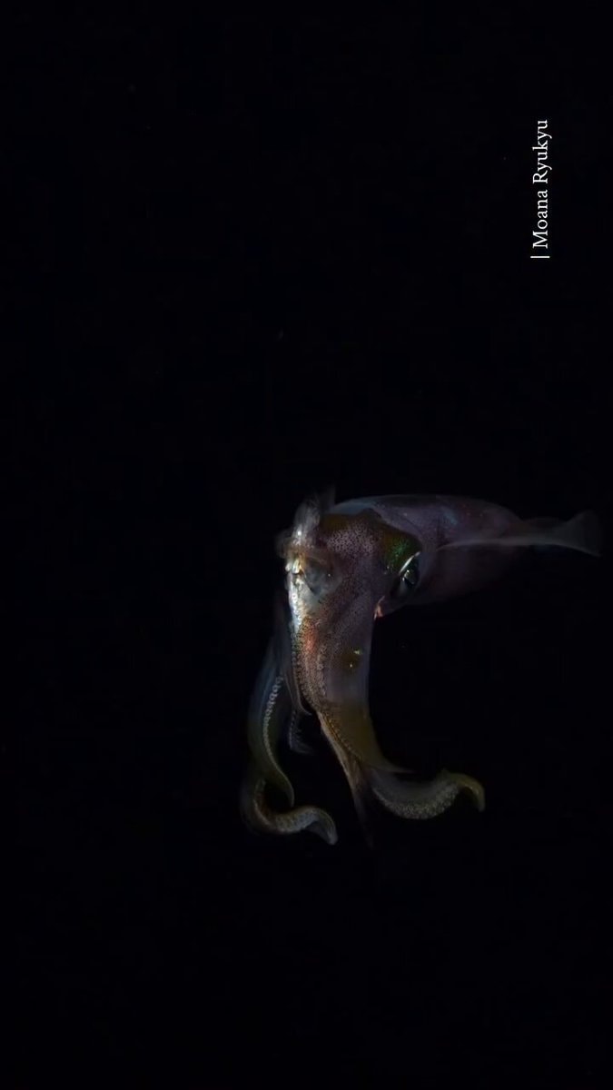Moana Ryukyu squid edit