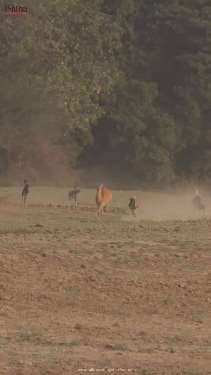 Wild dogs hunting discipline