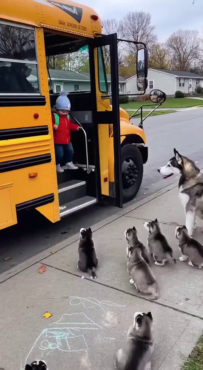 Toddler reunited with husky pack