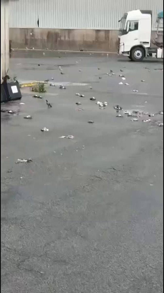 Tarragona hail pigeon deaths