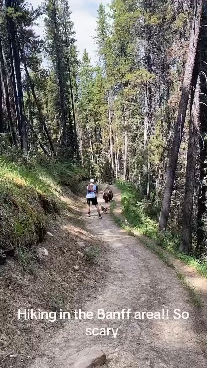 Bear encounter Banff hiking