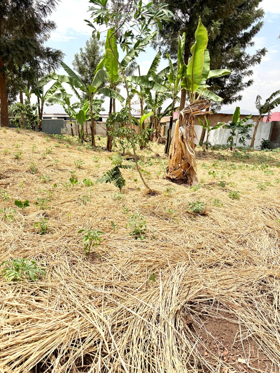 tomato mulching (photo 2 of 2)