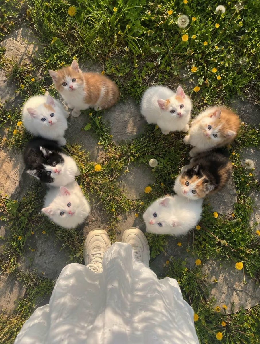 seven fluffy kittens in a circle seven fluffy kittens in a circle