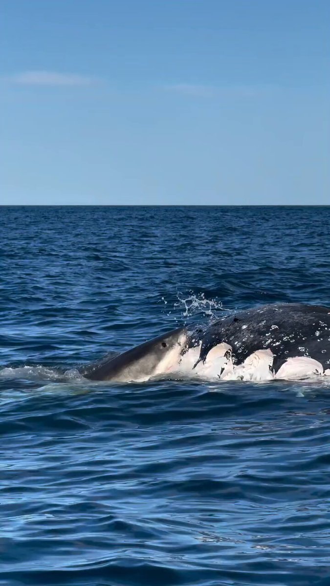Great white shark attacks whale