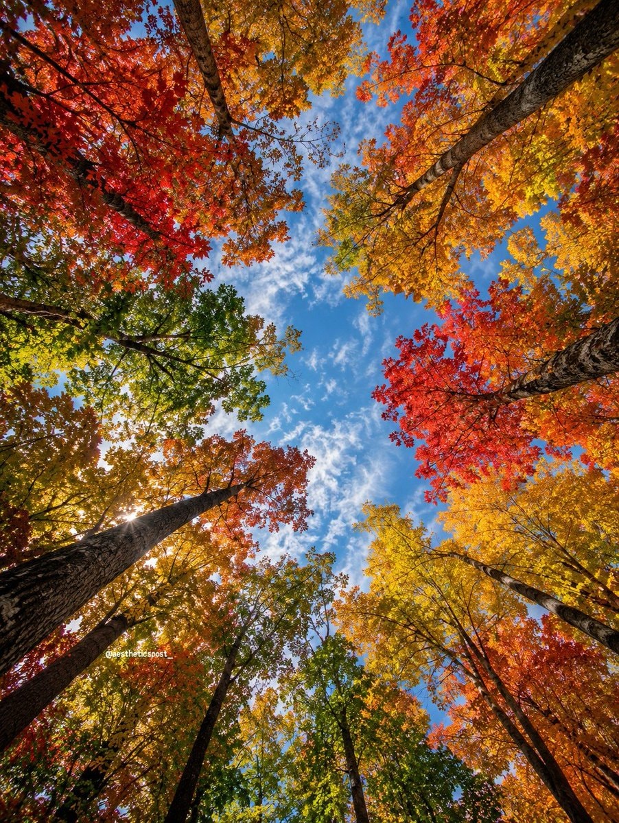 autumn foliage autumn foliage
