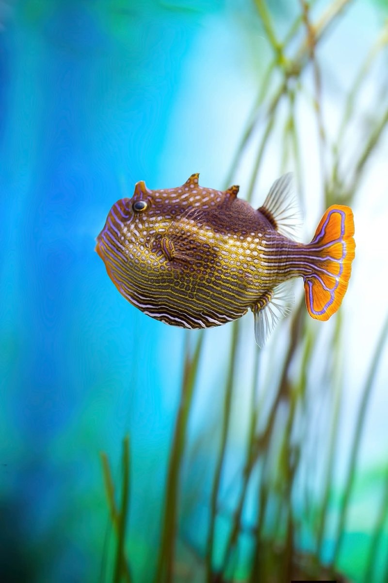 pufferfish swimming in blue water