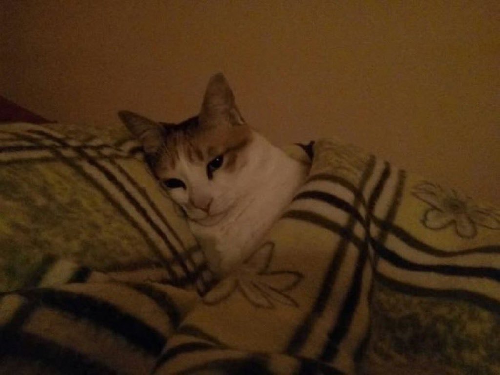Cat under blanket