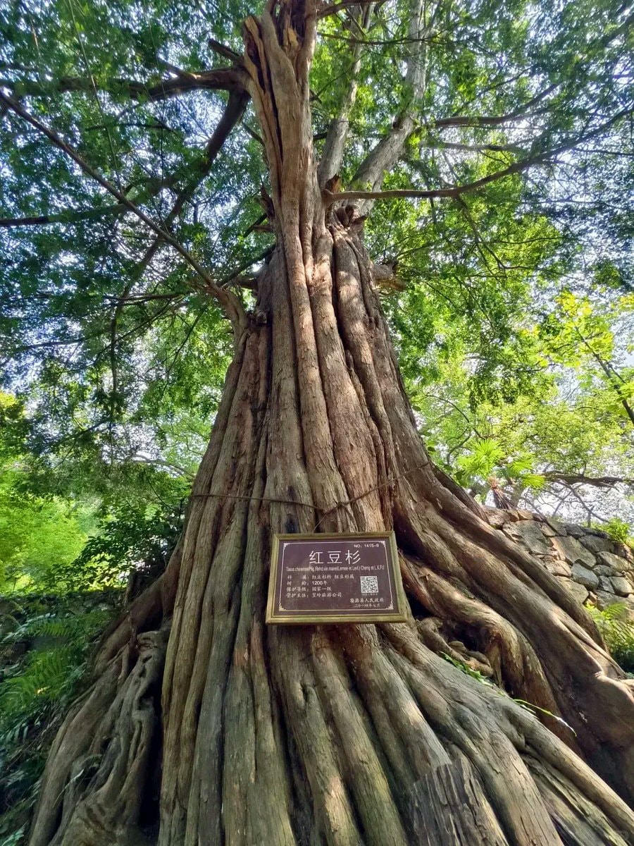 Jiangxi Ancient Trees Nanchang 4000 (photo 2 of 4)