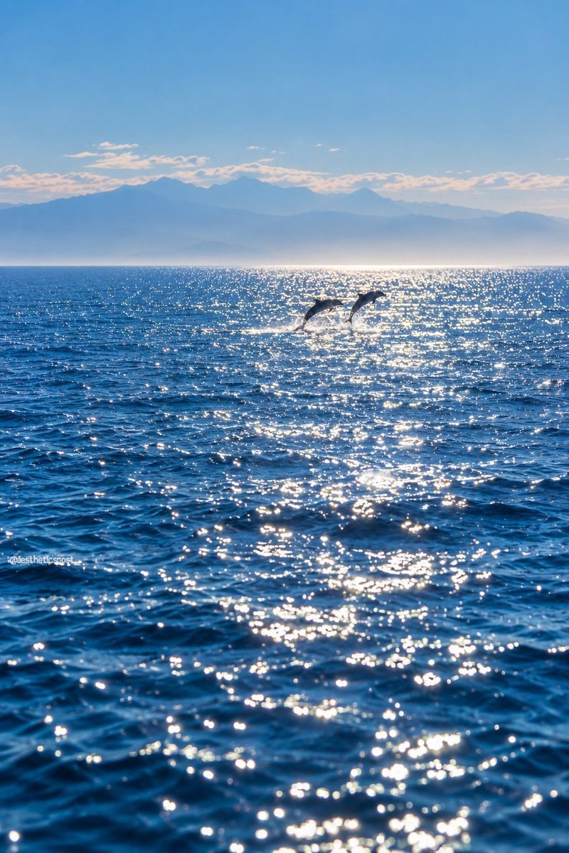 dolphins leaping over sparkling blue ocean