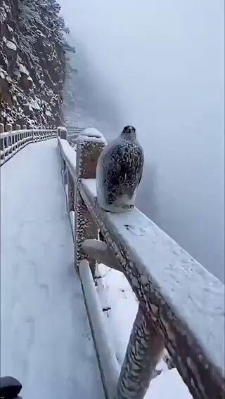 Frozen Eagle rescue