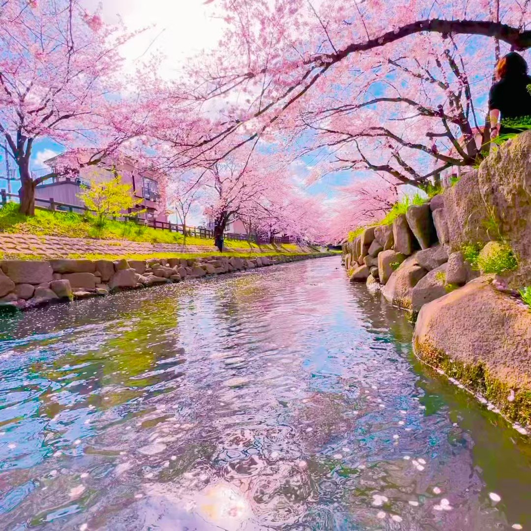 Saitama cherry blossom canal