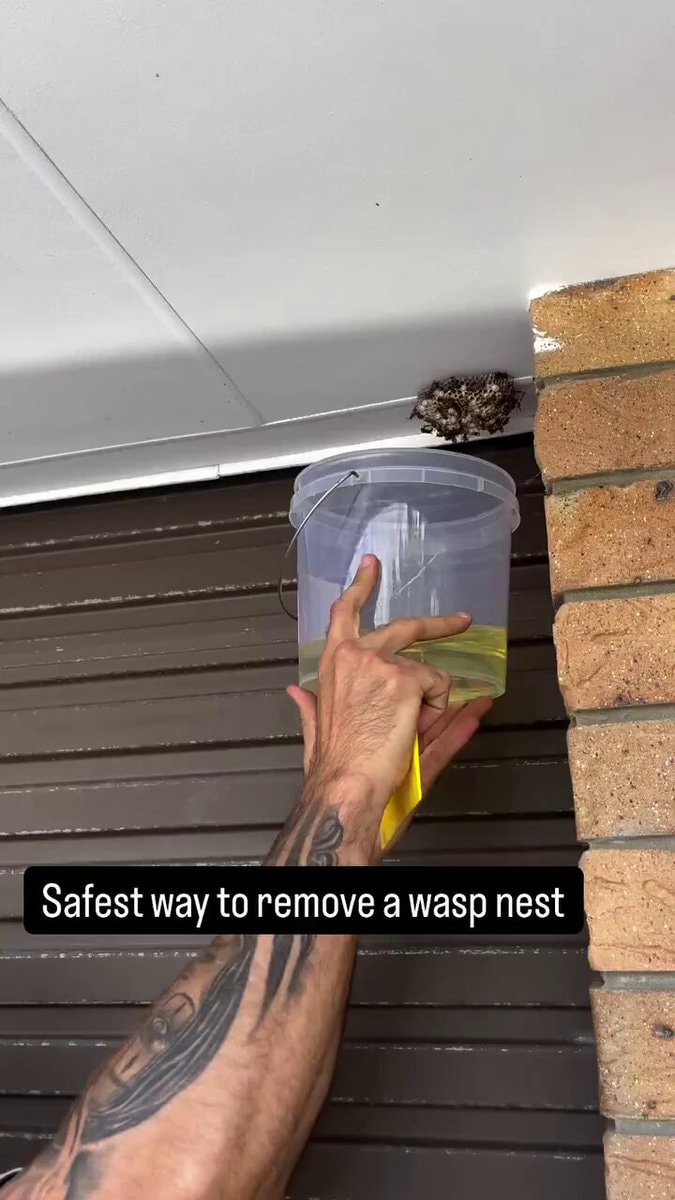 wasp nest removal method