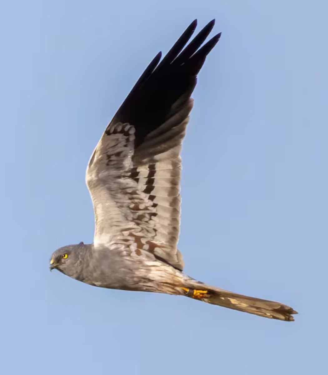 UK Bird AU Conservation Role