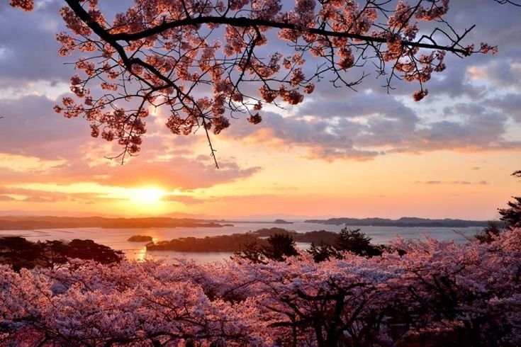 Japan Cherry Blossom Season (photo 3 of 4)
