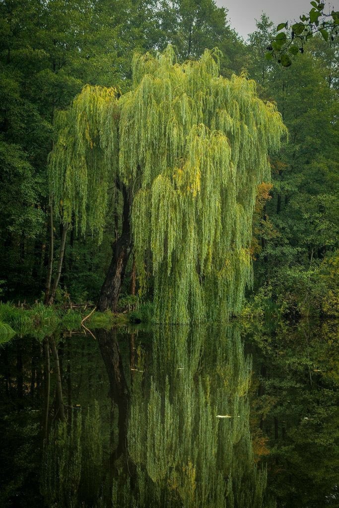 Willow tree lakeside scene 🌳 (photo 4 of 4)