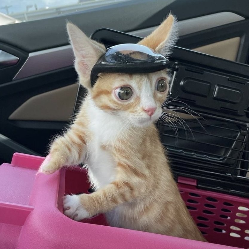 Kitten born without skull wears helmet (photo 1 of 2)