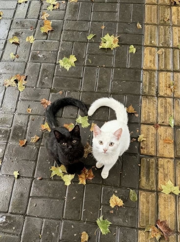 Black and white kittens heart tails