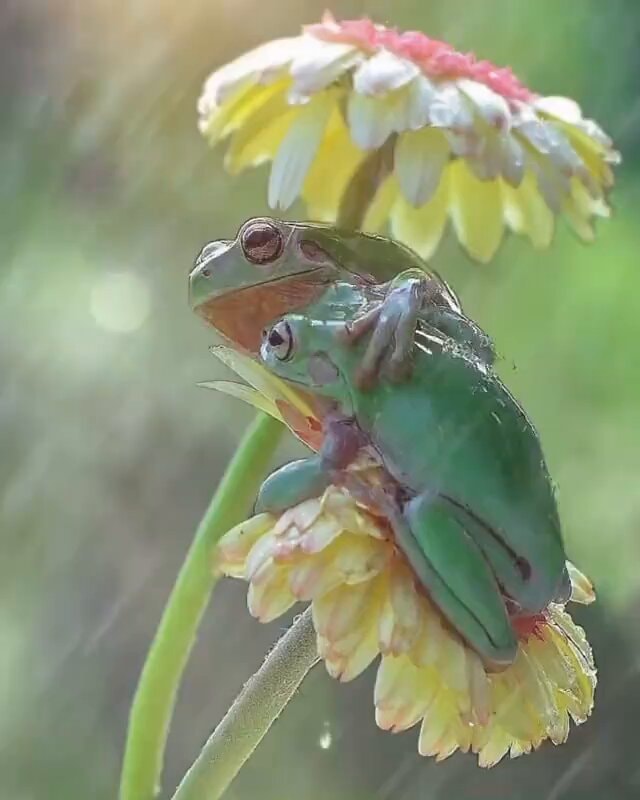 green frogs on flower