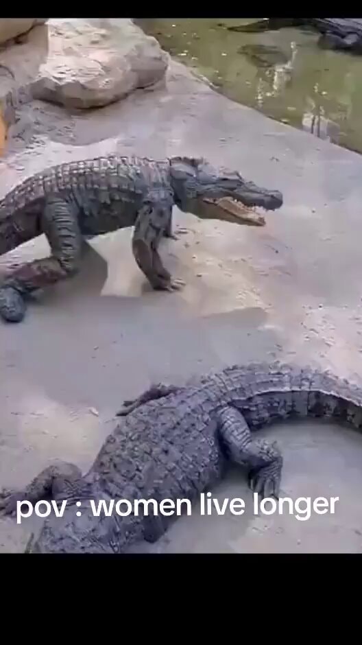 alligators in enclosure