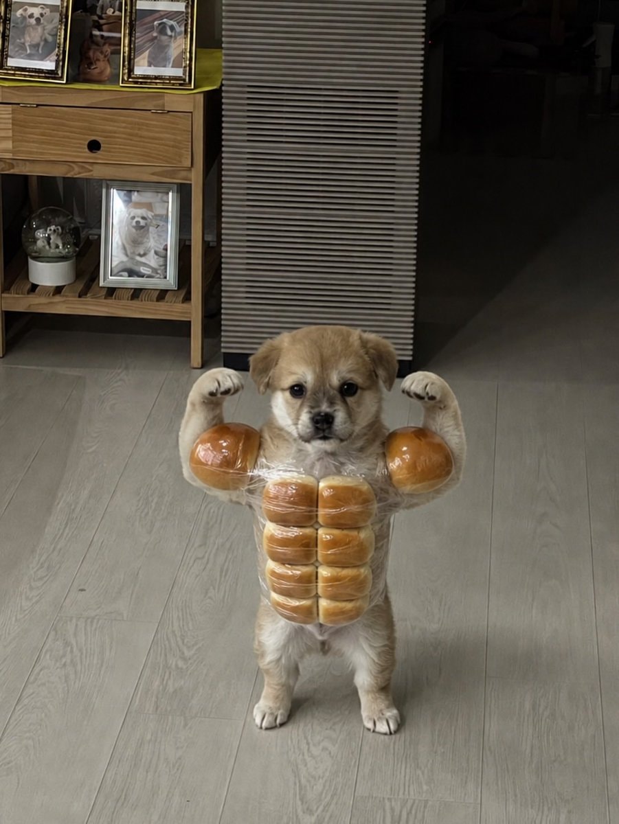 Puppy bodybuilder muscles