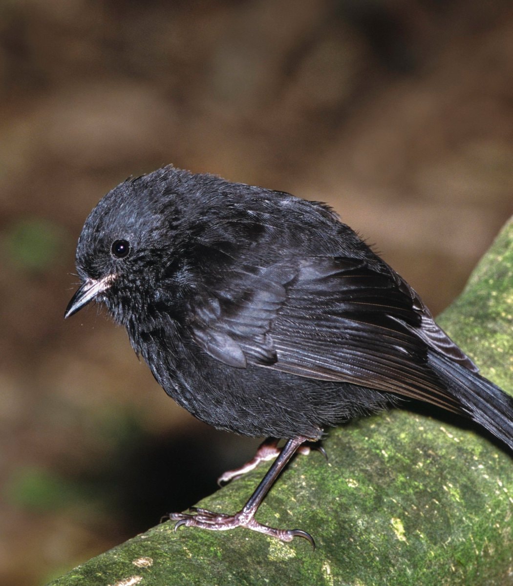 Black Robin population recovery New Zealand (photo 2 of 2) Black Robin population recovery New Zealand (photo 2 of 2)