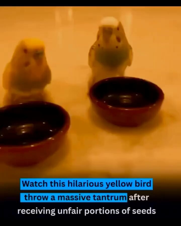Budgies and their seed bowls