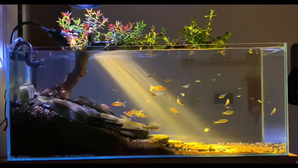 aquascaped aquarium with fish