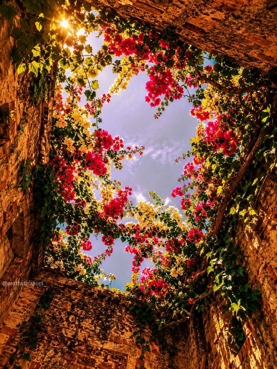 pink bougainvillea stone structure
