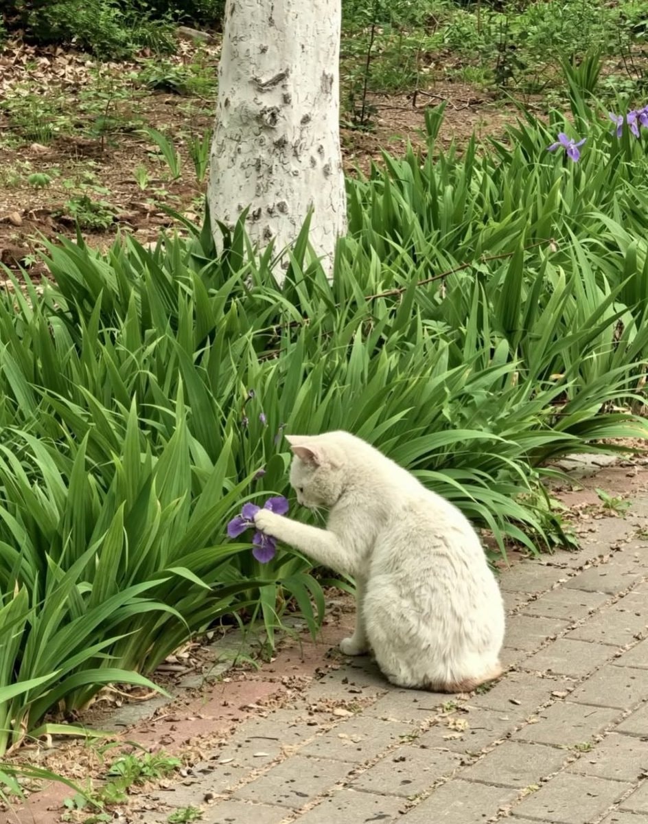White cat purple flower garden (photo 3 of 3)