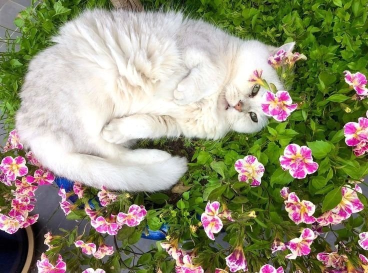 Cat in purple flowers (photo 2 of 3)