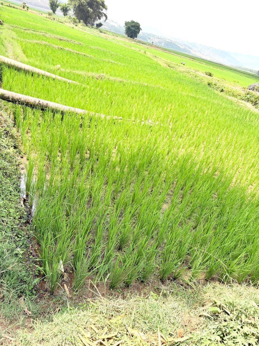 rice farm